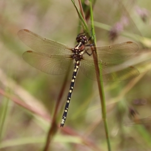 Synthemis eustalacta at Mongarlowe, NSW - suppressed