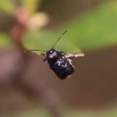 Aporocera (Aporocera) scabrosa (Leaf beetle) at QPRC LGA - 7 Dec 2022 by LisaH