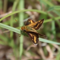 Taractrocera papyria (White-banded Grass-dart) at Mongarlowe, NSW - 7 Dec 2022 by LisaH