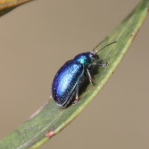 Edusella sp. (genus) at Mongarlowe, NSW - suppressed