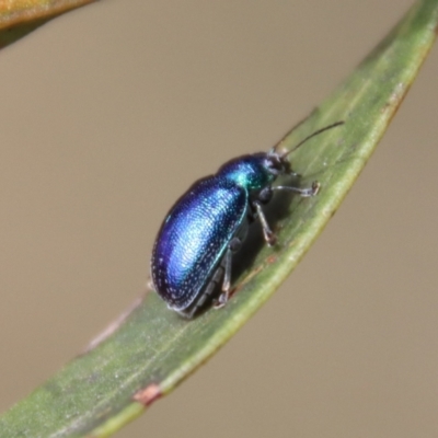 Edusella sp. (genus) (A leaf beetle) at Mongarlowe River - 7 Dec 2022 by LisaH