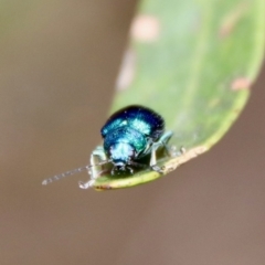 Edusella sp. (genus) at Mongarlowe, NSW - suppressed