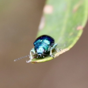 Edusella sp. (genus) at Mongarlowe, NSW - 7 Dec 2022