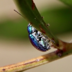 Edusella sp. (genus) at Mongarlowe, NSW - 7 Dec 2022