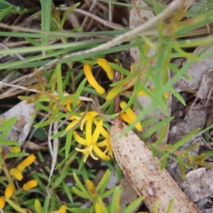 Persoonia chamaepeuce at Mongarlowe, NSW - 7 Dec 2022