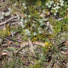 Persoonia chamaepeuce at Mongarlowe, NSW - suppressed