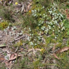 Persoonia chamaepeuce at Mongarlowe, NSW - 7 Dec 2022