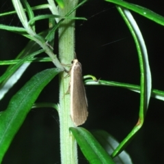 Palaeosia undescribed species at Stromlo, ACT - 5 Dec 2022 05:26 PM