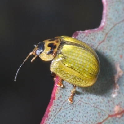 Paropsisterna cloelia (Eucalyptus variegated beetle) at Paddys River, ACT - 3 Dec 2022 by Harrisi