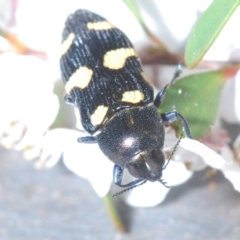 Castiarina australasiae (A jewel beetle) at Cotter River, ACT - 4 Dec 2022 by Harrisi