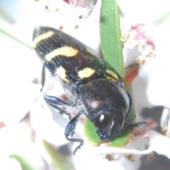 Castiarina australasiae at Cotter River, ACT - 4 Dec 2022