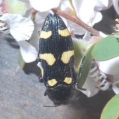 Castiarina australasiae at Cotter River, ACT - 4 Dec 2022