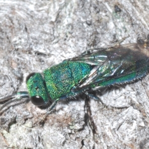 Primeuchroeus sp. (genus) at Stony Creek - 29 Nov 2022 05:33 PM