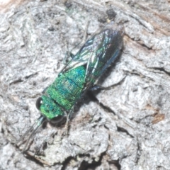 Primeuchroeus sp. (genus) at Stony Creek - 29 Nov 2022 05:33 PM