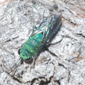 Primeuchroeus sp. (genus) at Stony Creek - 29 Nov 2022