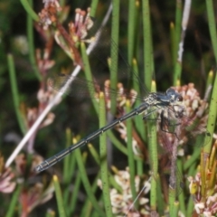 Griseargiolestes intermedius (Alpine Flatwing) at Paddys River, ACT - 27 Nov 2022 by Harrisi