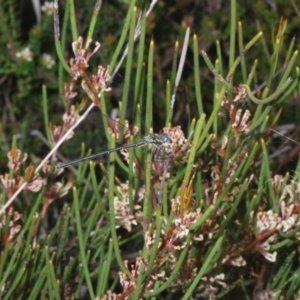 Griseargiolestes intermedius at Paddys River, ACT - 27 Nov 2022 04:50 PM