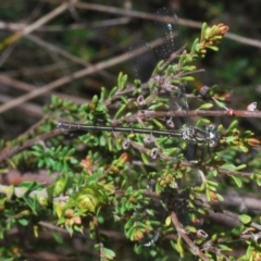 Griseargiolestes intermedius at Paddys River, ACT - 27 Nov 2022 04:50 PM