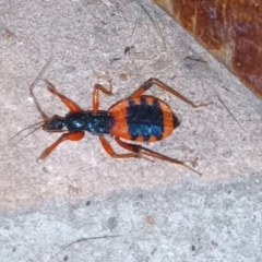 Ectomocoris patricius (Ground assassin bug) at QPRC LGA - 7 Dec 2022 by Cara