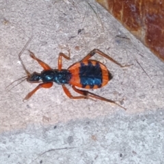 Ectomocoris patricius (Ground assassin bug) at Forbes Creek, NSW - 7 Dec 2022 by Cara