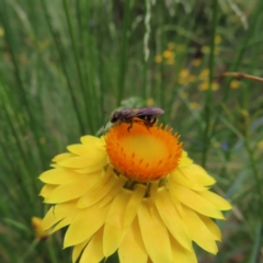 Lasioglossum (Chilalictus) sp. (genus & subgenus) (Halictid bee) at Kambah, ACT - 7 Dec 2022 by MatthewFrawley