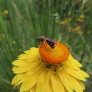 Lasioglossum (Chilalictus) sp. (genus & subgenus) at Kambah, ACT - 7 Dec 2022