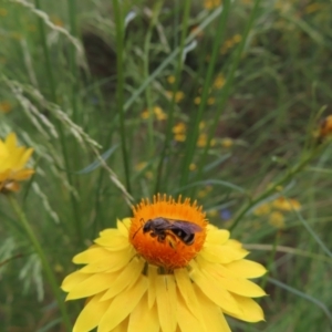 Lasioglossum (Chilalictus) sp. (genus & subgenus) at Kambah, ACT - 7 Dec 2022