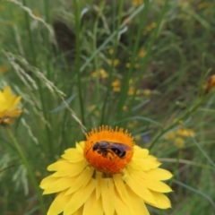 Lasioglossum (Chilalictus) sp. (genus & subgenus) at Kambah, ACT - 7 Dec 2022