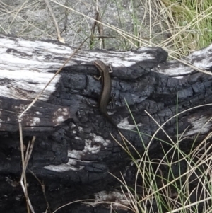 Pseudemoia entrecasteauxii at Cotter River, ACT - 7 Dec 2022