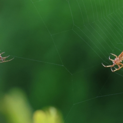 Unidentified Spider (Araneae) at Wodonga - 4 Dec 2022 by KylieWaldon