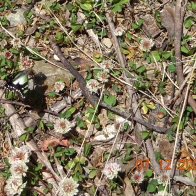 Graphium macleayanum (Macleay's Swallowtail) at Namadgi National Park - 7 Dec 2022 by GirtsO