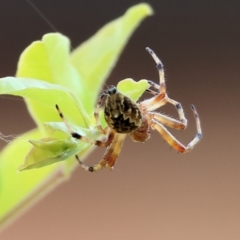 Araneus hamiltoni (Hamilton's Orb Weaver) at Wodonga, VIC - 4 Dec 2022 by KylieWaldon