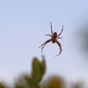 Araneus hamiltoni at Wodonga, VIC - 4 Dec 2022