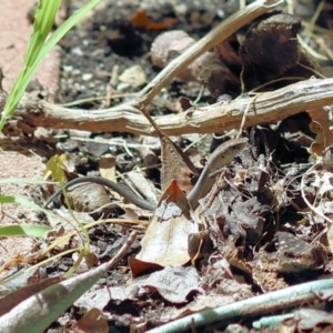 Lampropholis guichenoti at Wodonga - 5 Dec 2022