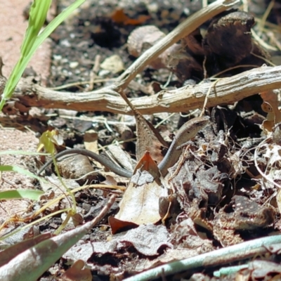 Lampropholis guichenoti (Common Garden Skink) at Wodonga - 5 Dec 2022 by KylieWaldon