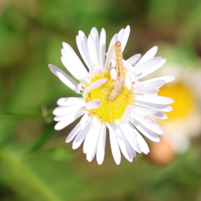 Unidentified Moth (Lepidoptera) at Wodonga, VIC - 5 Dec 2022 by KylieWaldon