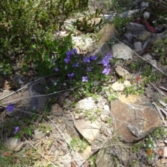 Viola betonicifolia (Mountain Violet) at Namadgi National Park - 7 Dec 2022 by GirtsO
