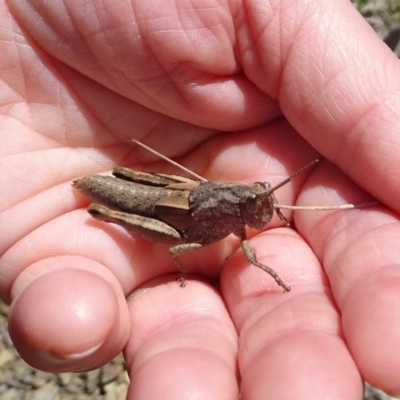 Percassa rugifrons (Mountain Grasshopper) at Cotter River, ACT - 7 Dec 2022 by GirtsO