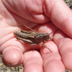 Percassa rugifrons (Mountain Grasshopper) at Cotter River, ACT - 7 Dec 2022 by GirtsO