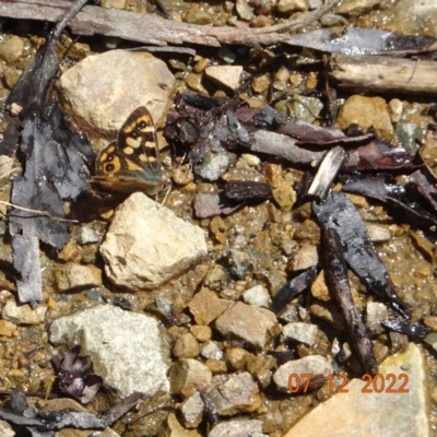 Argynnina cyrila (Forest Brown, Cyril's Brown) at Cotter River, ACT - 7 Dec 2022 by GirtsO