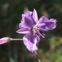 Arthropodium fimbriatum (Nodding Chocolate Lily) at Tuggeranong Hill - 1 Dec 2022 by michaelb