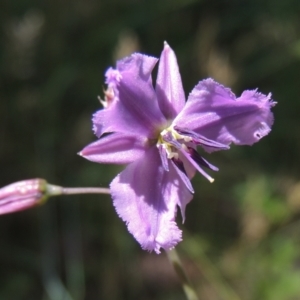 Arthropodium fimbriatum at Conder, ACT - 1 Dec 2022