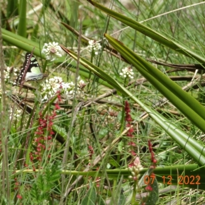 Graphium macleayanum (Macleay's Swallowtail) at Cotter River, ACT - 7 Dec 2022 by GirtsO