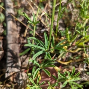 Lotus australis at Williamsdale, NSW - 8 Dec 2022 09:41 AM