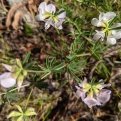 Lotus australis at Williamsdale, NSW - 8 Dec 2022 09:41 AM