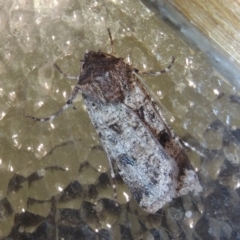 Agrotis porphyricollis (Variable Cutworm) at Conder, ACT - 24 Oct 2022 by MichaelBedingfield