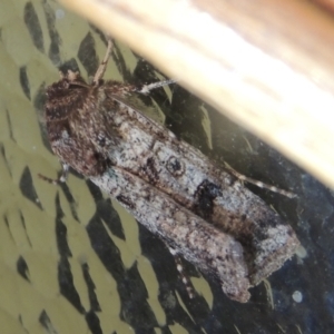 Agrotis porphyricollis at Conder, ACT - 24 Oct 2022