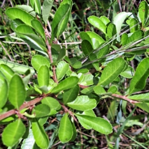 Pyracantha fortuneana at Hackett, ACT - 7 Dec 2022 11:20 AM