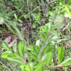 Pyracantha fortuneana at Hackett, ACT - 7 Dec 2022 11:20 AM