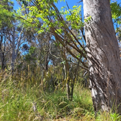 Celtis australis (Nettle Tree) at Hackett, ACT - 7 Dec 2022 by abread111